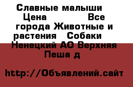 Славные малыши! › Цена ­ 10 000 - Все города Животные и растения » Собаки   . Ненецкий АО,Верхняя Пеша д.
